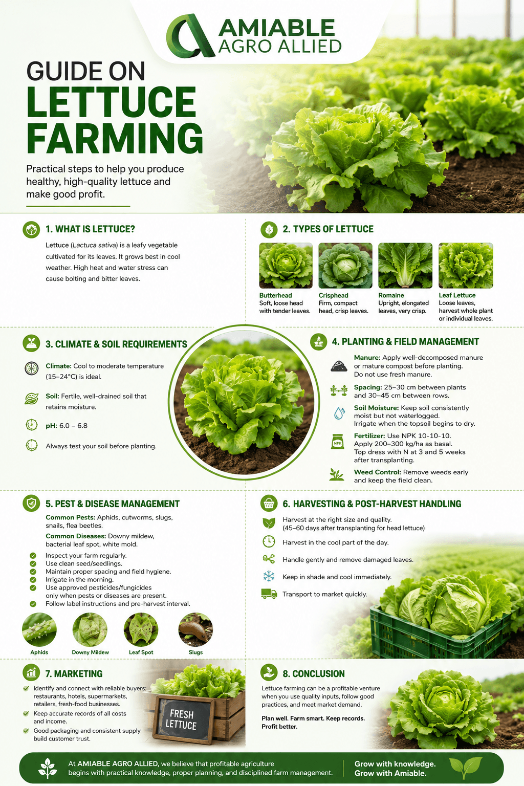 Guide on Lettuce Farming